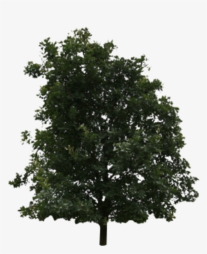2d Trees - Tree
