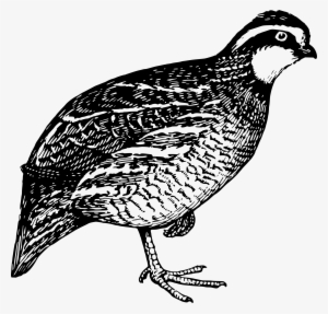 This Free Icons Png Design Of Quail 2