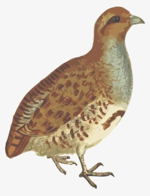 Common Quail Phasianidae Grey Partridge Bird - Partridge Png
