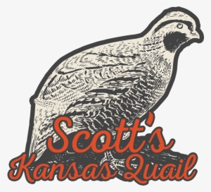 Scott's Kansas Quail, Local Quail And Quail Eggs Farmer - Kansas