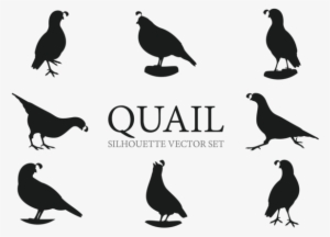 Quail Silhouettes Vectors - Quail Silhouette