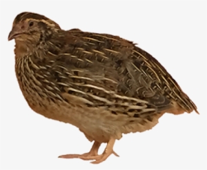 Quail - Japanese Quail