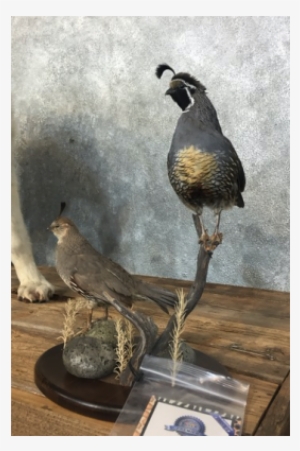 Gambel's Quail Taxidermy Bird Mount For Sale - 17057