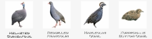 Guineafowl, Francolin And Quail - Stock Dove