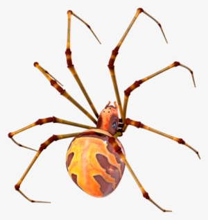 Picture - Spider Modelling