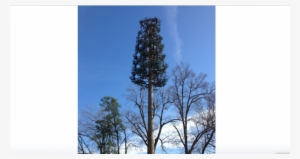 Proposed 'monopine' Tower To Improve Cell Signals Near - Pond Pine