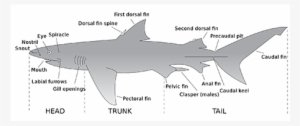 Shark Internal - 1-1 - Parts Of A Shark