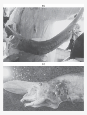 Goblin Shark, Mitsukurina Owstoni, Found In Tashi Fish - Goblin Shark