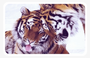 Cute Tigers - Tiger Nuzzling