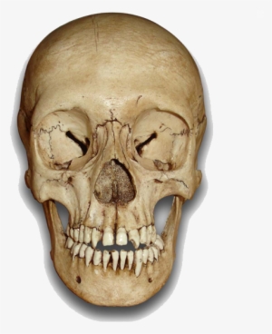 Skeleton Head Png File - Human Skull Front Png