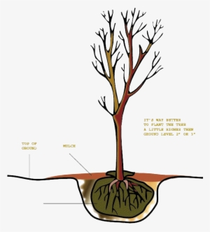 Tree-copy100 - Researcher