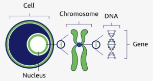 cells are the basic building blocks of all living things - dna genes chromosomes cell