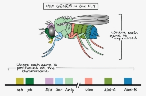 Hox Genes