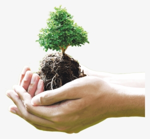 Are Located So You Can See How Your Contribution Is - Tree In Hand Png