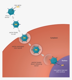 An Illustration To Show The Transfer Of A New Gene - Gene Therapy Virus