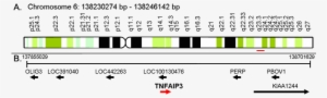 Mapping Of Tnfaip3 Gene And Local Order On Genomic - Tnf Alpha Gene Map