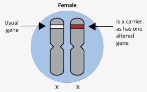 X-linked Recessive Inheritance - X Linked Chromosome