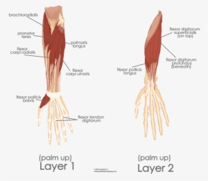 The Muscles Of The Hand And Forearm - Flexor Carpi Ulnaris And Flexor Digitorum Profundus