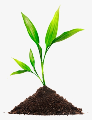 Planta - Seed On Good Soil, Bulletins, 100