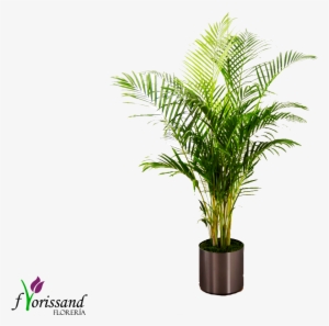 Planta Palma - Palm Plant By Ftd - Container Included - Ftd Flowers