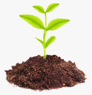 Planta Sustentavel - Planta Crescendo Em Desenho