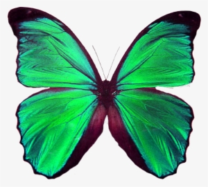 Borboletas E Mariposas Png - Butterfly Single