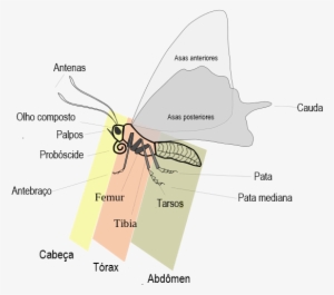 Anatomia Das Borboletas - Parts Of A Butterfly