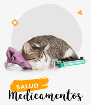 Medicamentos Para Gato