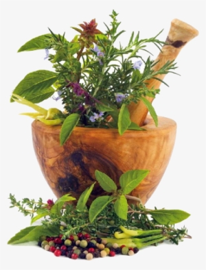 Los Medicamentos Homeopáticos Están Preparados A Partir - Natural Cures: Herbal Medicine For Natural Remedies
