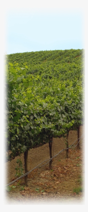 Pinot Noir - Hedge