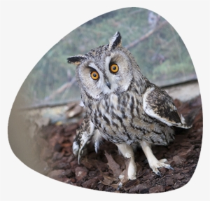 Búho Chico - Long-eared Owl