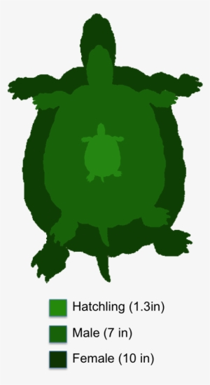 The Shaded Region Represents The Range Of The Yellow-bellied - Yellow Bellied Slider