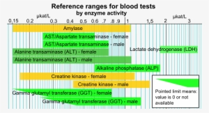 Reference Ranges For Blood Tests - Enzyme Blood Test