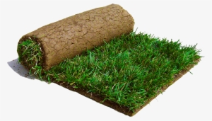 Saw A Patch Of Sod Laying On The Road - Sod Grass