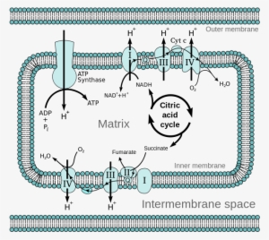 Mitochondrial Electron Transport Chain Etc4 - Electron Transport Chain Png
