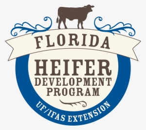 Uf/ifas Offers Heifer Development Program For Cattle