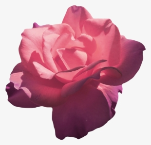 Magenta Roses - Flower Aesthetic Png