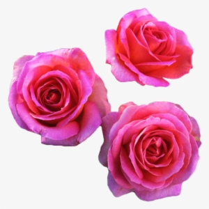 Roses Transparent Tumblr - Hybrid Tea Rose Breeds
