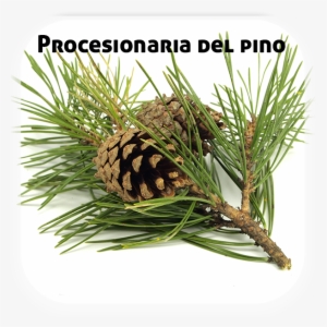 Procesionaria Pinos - Pine Branch