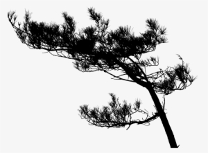 Tree-896611 960 720 - Silhouette Of Tree Branches In High Resolution
