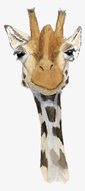 Click To Copy - Marty Giraffe