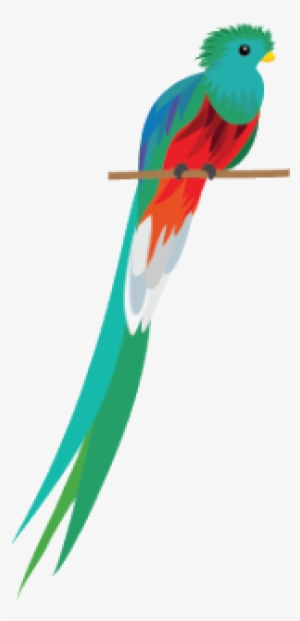 Amenazas - Quetzal Ave Ilustracion