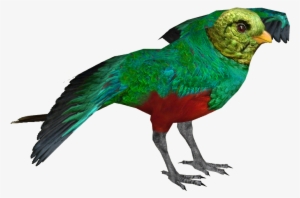 Golden-headed Quetzal M - Wiki
