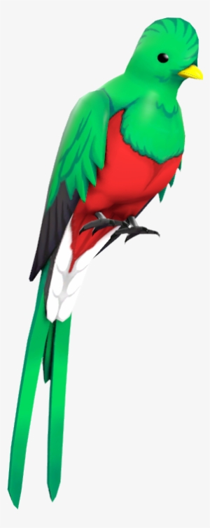 Red Quizzical Quetzal - Quetzal