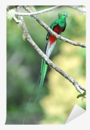 quetzal costa rica