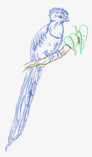 Score 54% - Dibujo De Un Quetzal