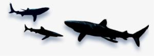 Razor Shiver - Shark Shadow Png