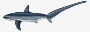 Illustration Of An Atlantic Common Thresher Shark - Shark