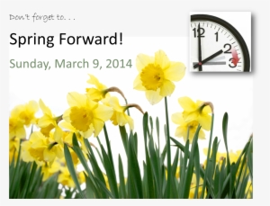 Spring Forward - Daffodil