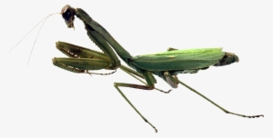 Mantis Png - Praying Mantis And Grasshopper Difference